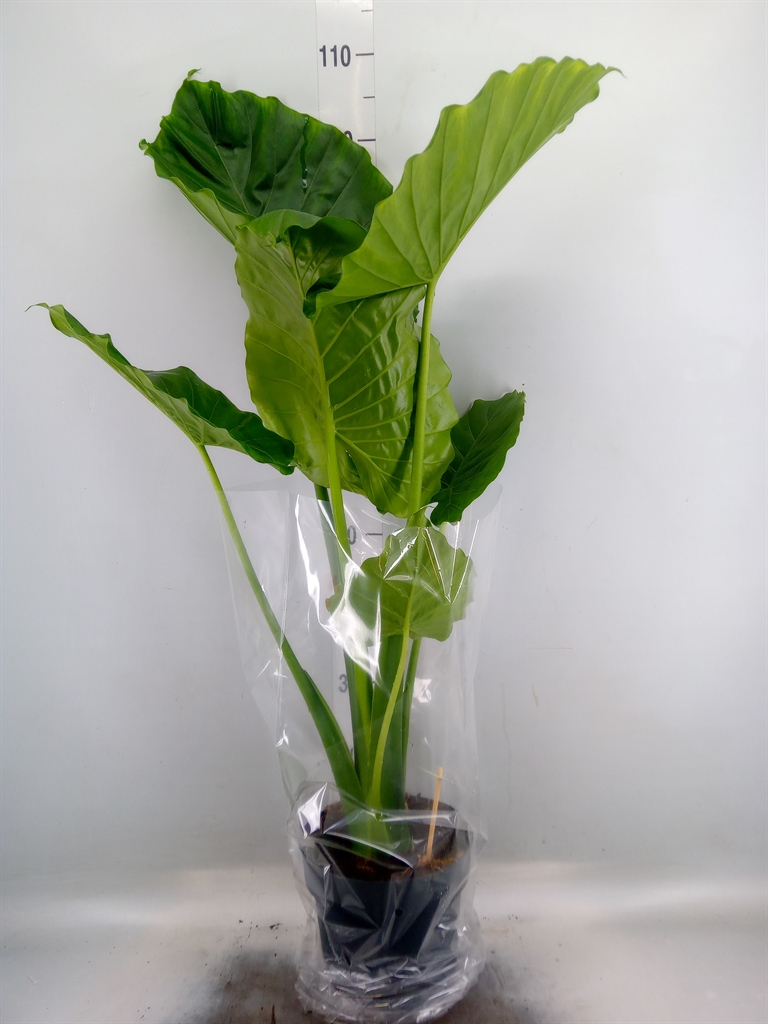 Горшечные цветы и растения оптом Alocasia Gageana от 1шт (для телеги) из Голландии с доставкой по России