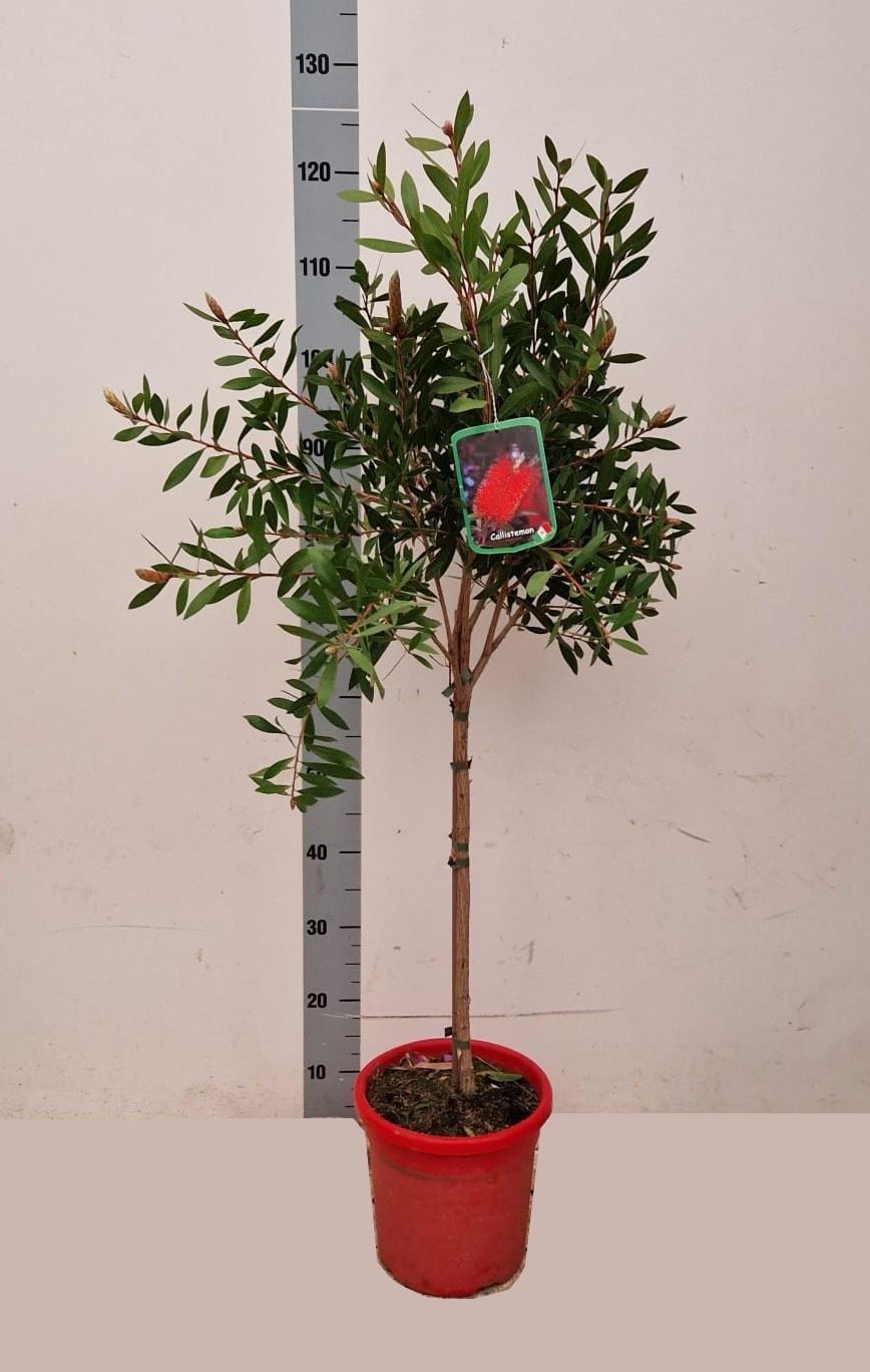 Горшечные цветы и растения оптом Callistemon Citrinus On Stem от 1шт из Голландии с доставкой по России
