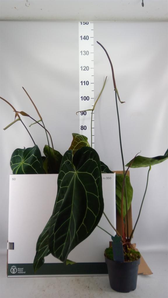 Горшечные цветы и растения оптом Anthurium Clarinervium от 4шт из Голландии с доставкой по России
