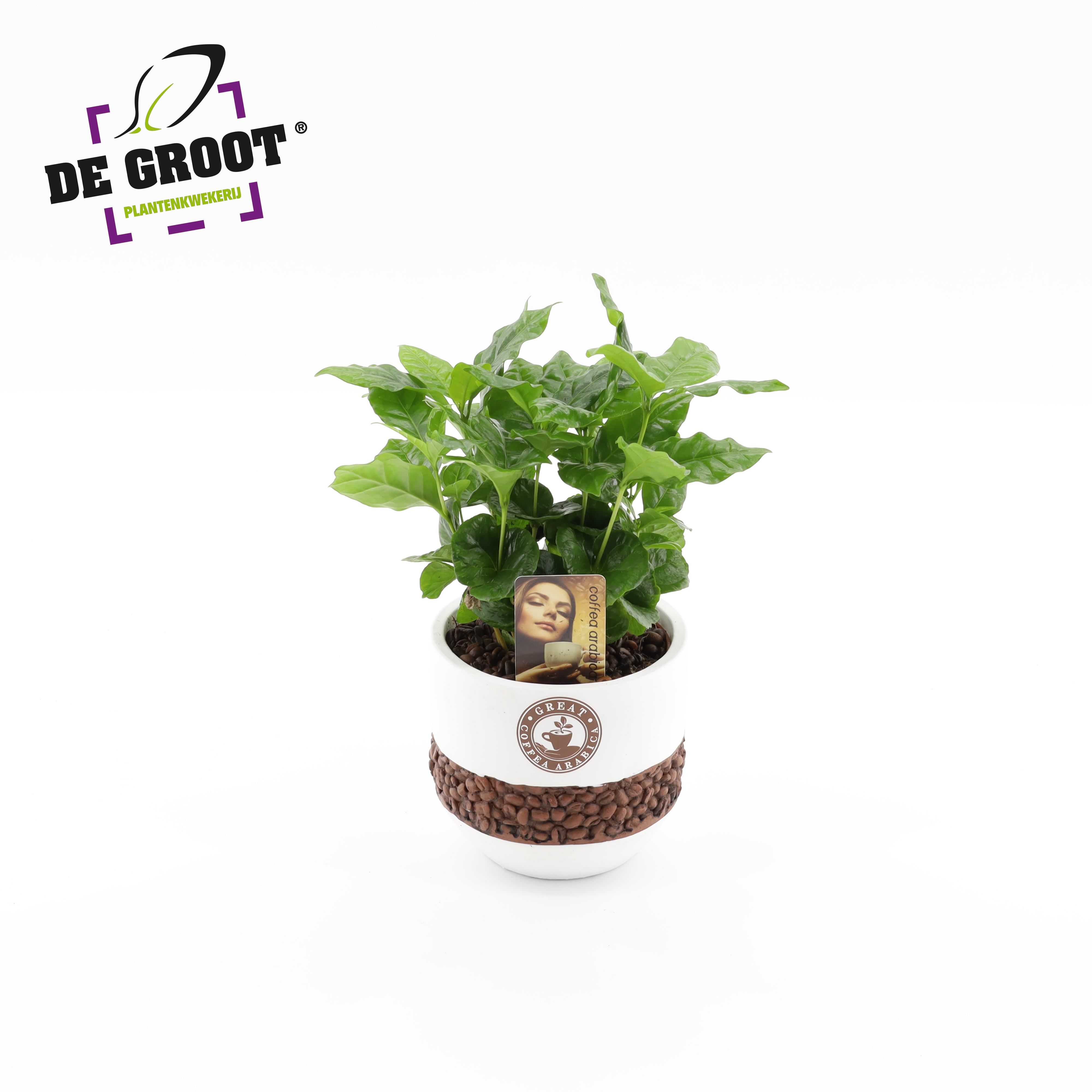 Горшечные цветы и растения оптом Coffea In Bonenpot от 4шт из Голландии с доставкой по России