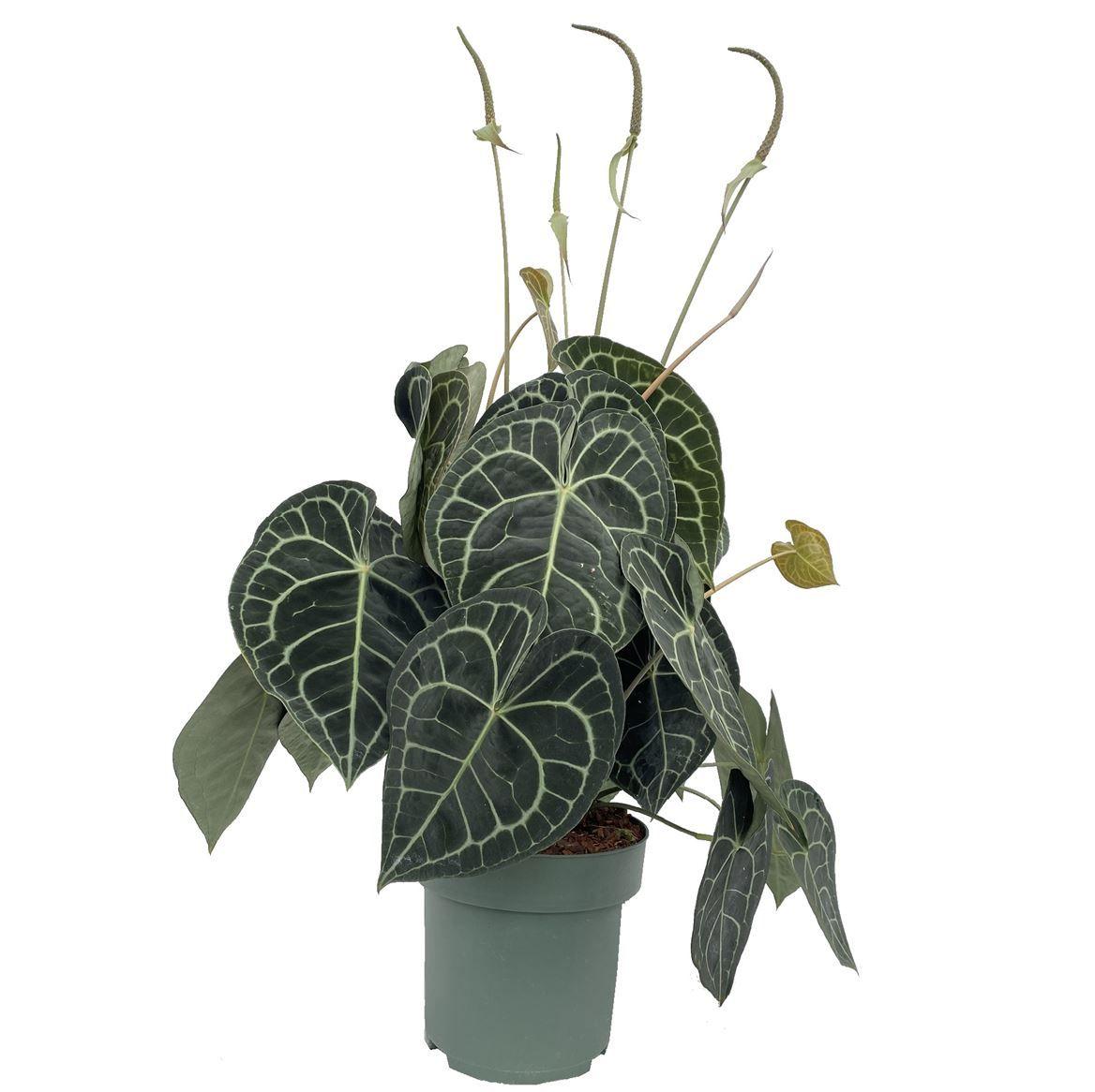 Горшечные цветы и растения оптом Anthurium Clarinervium от 1шт из Голландии с доставкой по России