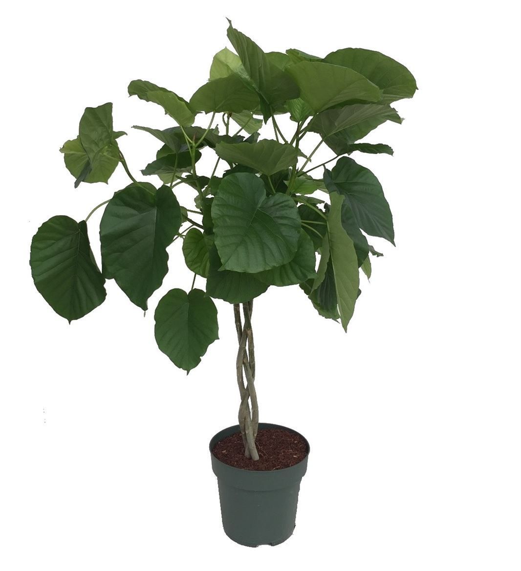 Горшечные цветы и растения оптом Ficus Umbellata Twisted Stem (bark) от 1шт из Голландии с доставкой по России