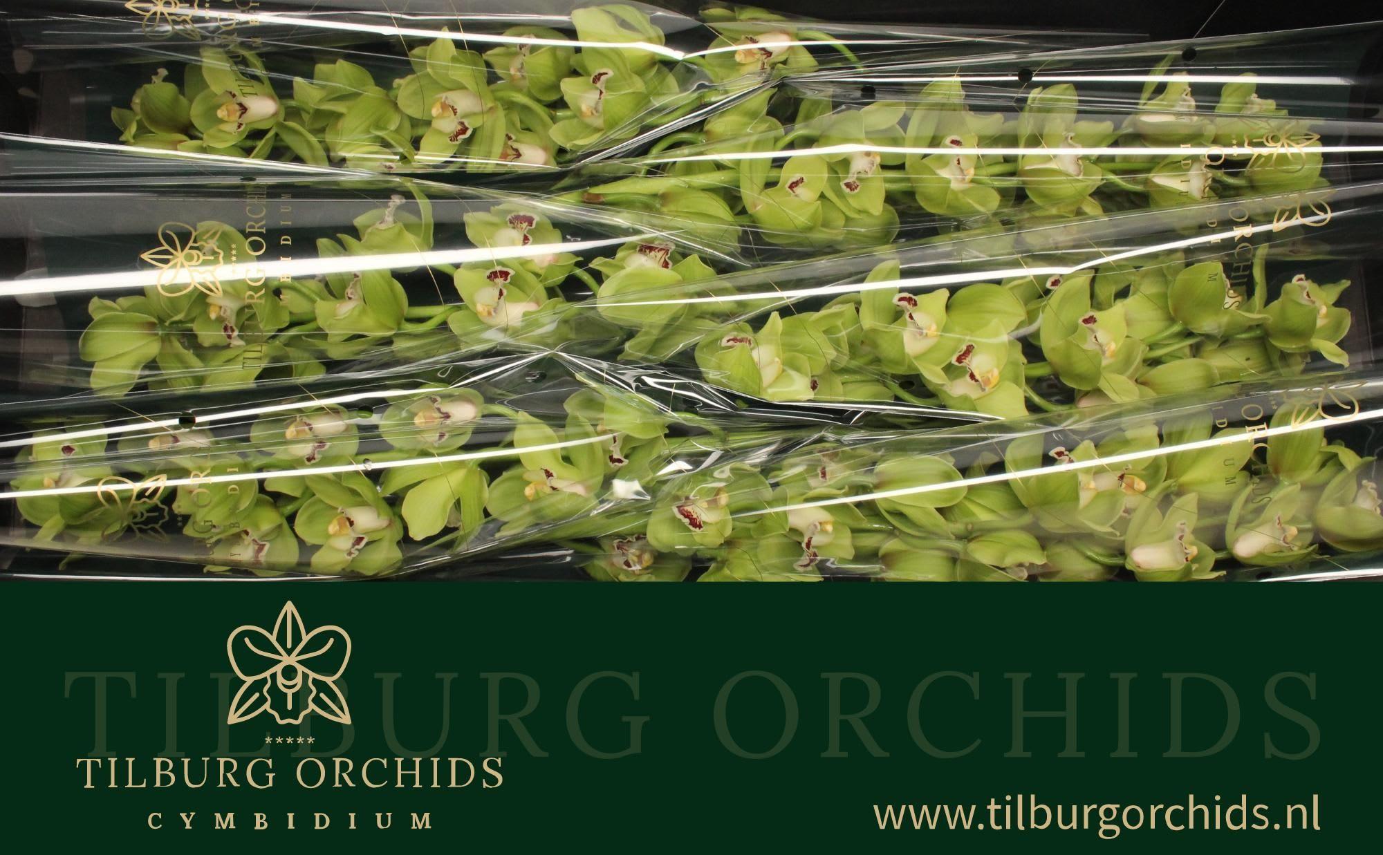 Срезанные цветы оптом Cymbidium green ovation emerald от 6шт. из Голландии с доставкой по России