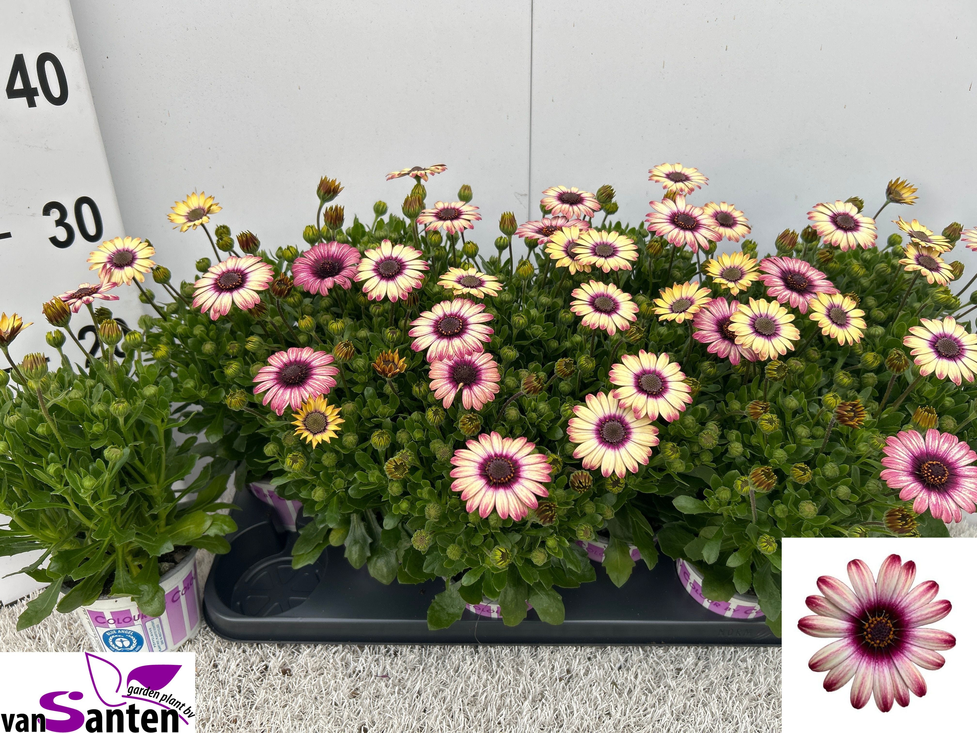 Горшечные цветы и растения оптом Osteo Ov от 12шт из Голландии с доставкой по России