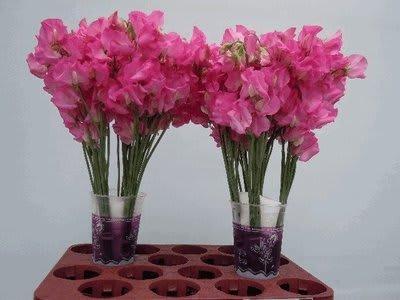Срезанные цветы оптом Lathyrus od hot pink от 100шт из Голландии с доставкой по России