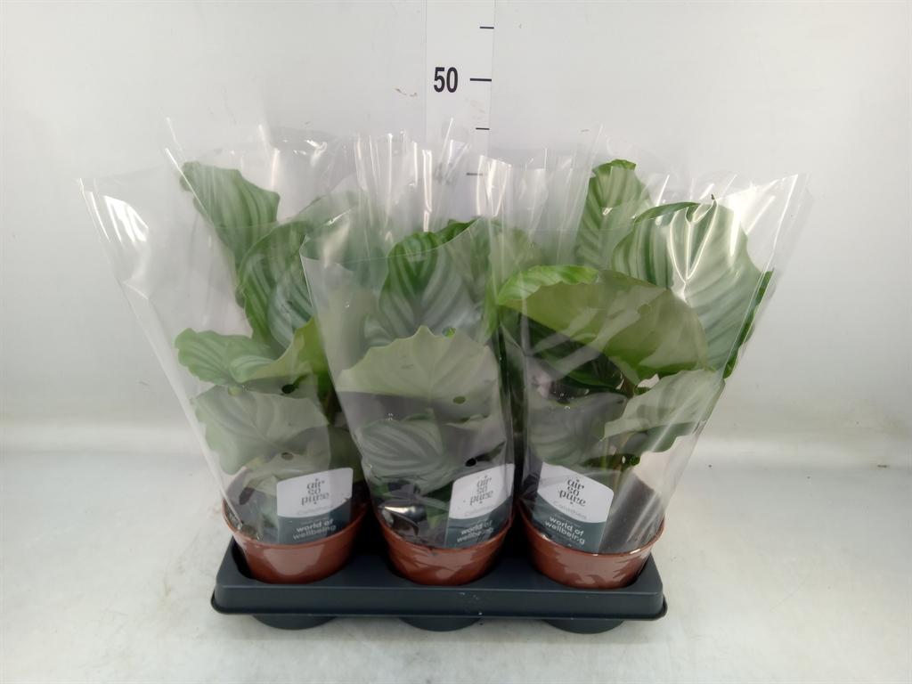 Горшечные цветы и растения оптом Calathea Orbifolia от 6шт из Голландии с доставкой по России