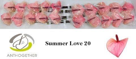 Срезанные цветы оптом Anthurium love summer от 20шт из Голландии с доставкой по России