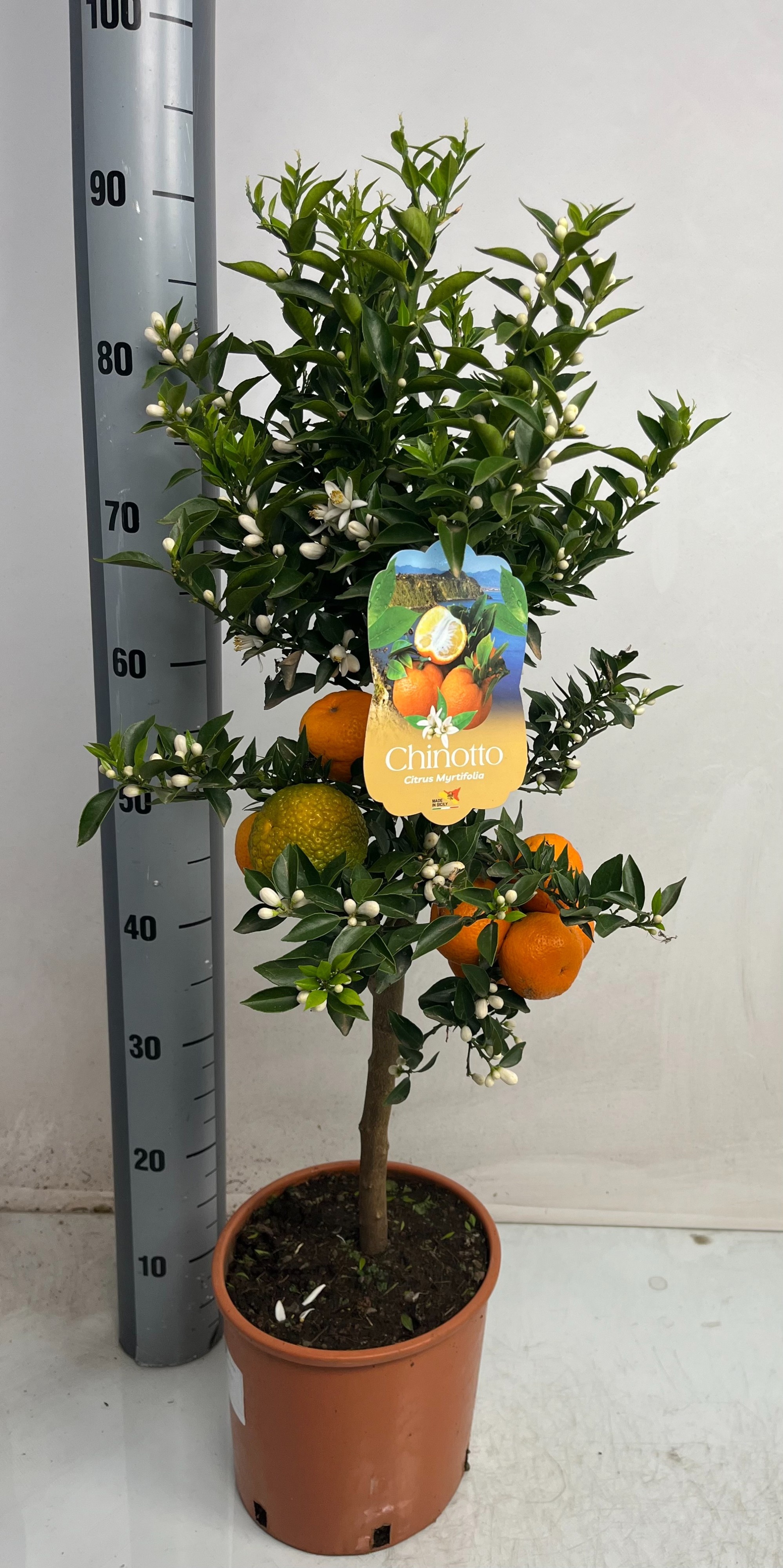 Горшечные цветы и растения оптом Citr Au Chinotto от 1шт (для телеги) из Голландии с доставкой по России