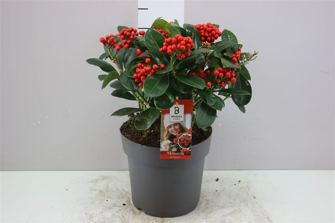 Горшечные цветы и растения оптом Skimmia Jap. Veitchii 8+ от 1шт из Голландии с доставкой по России