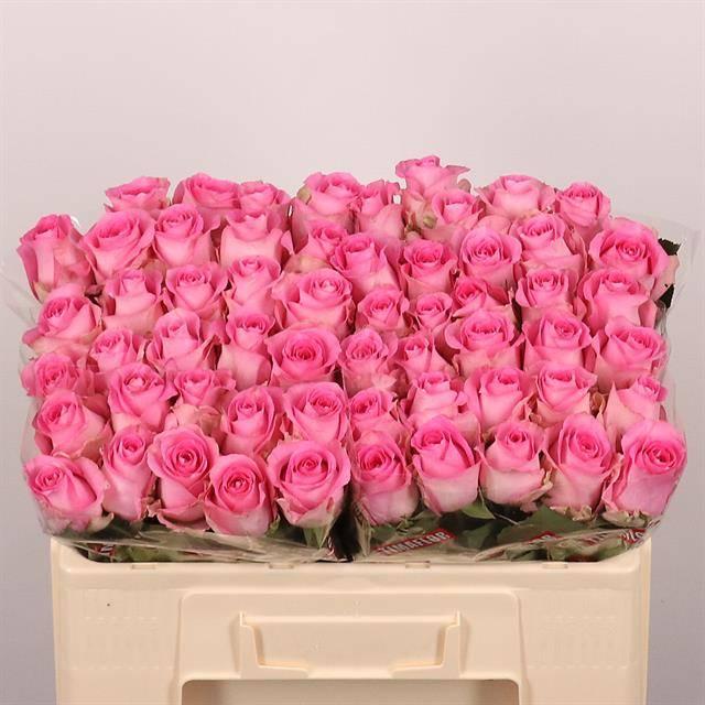 Срезанные цветы оптом Rosa large revival от 60шт из Голландии с доставкой по России