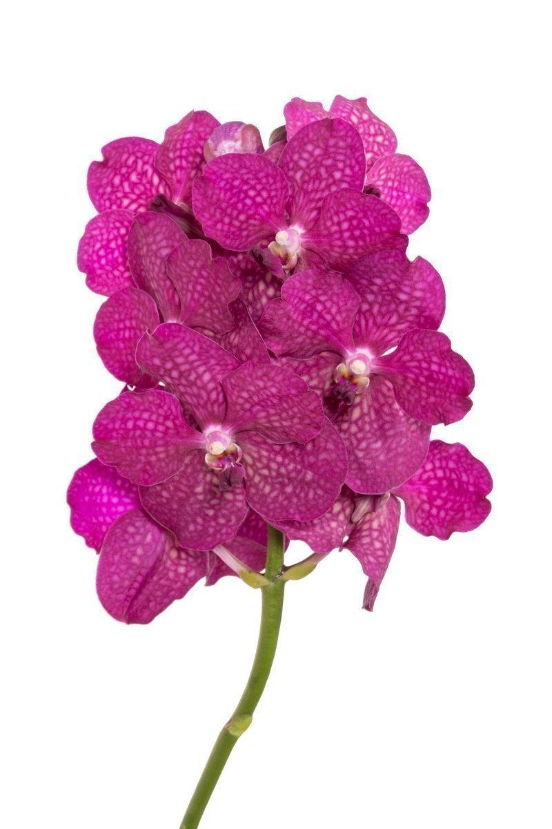 Срезанные цветы оптом Vanda fuchsia magic от 16шт из Голландии с доставкой по России