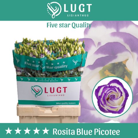 Срезанные цветы оптом Lisianthus do rosita blue picotee A от 140шт из Голландии с доставкой по России
