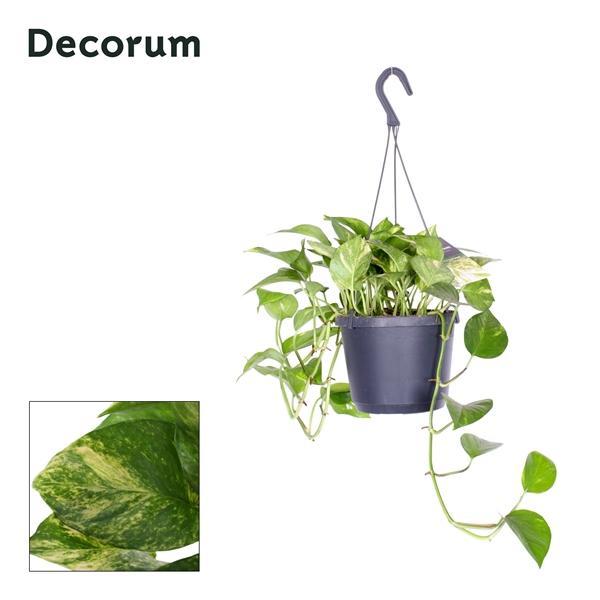 Горшечные цветы и растения оптом Epipremnum Pinn Hicolor от 6шт из Голландии с доставкой по России