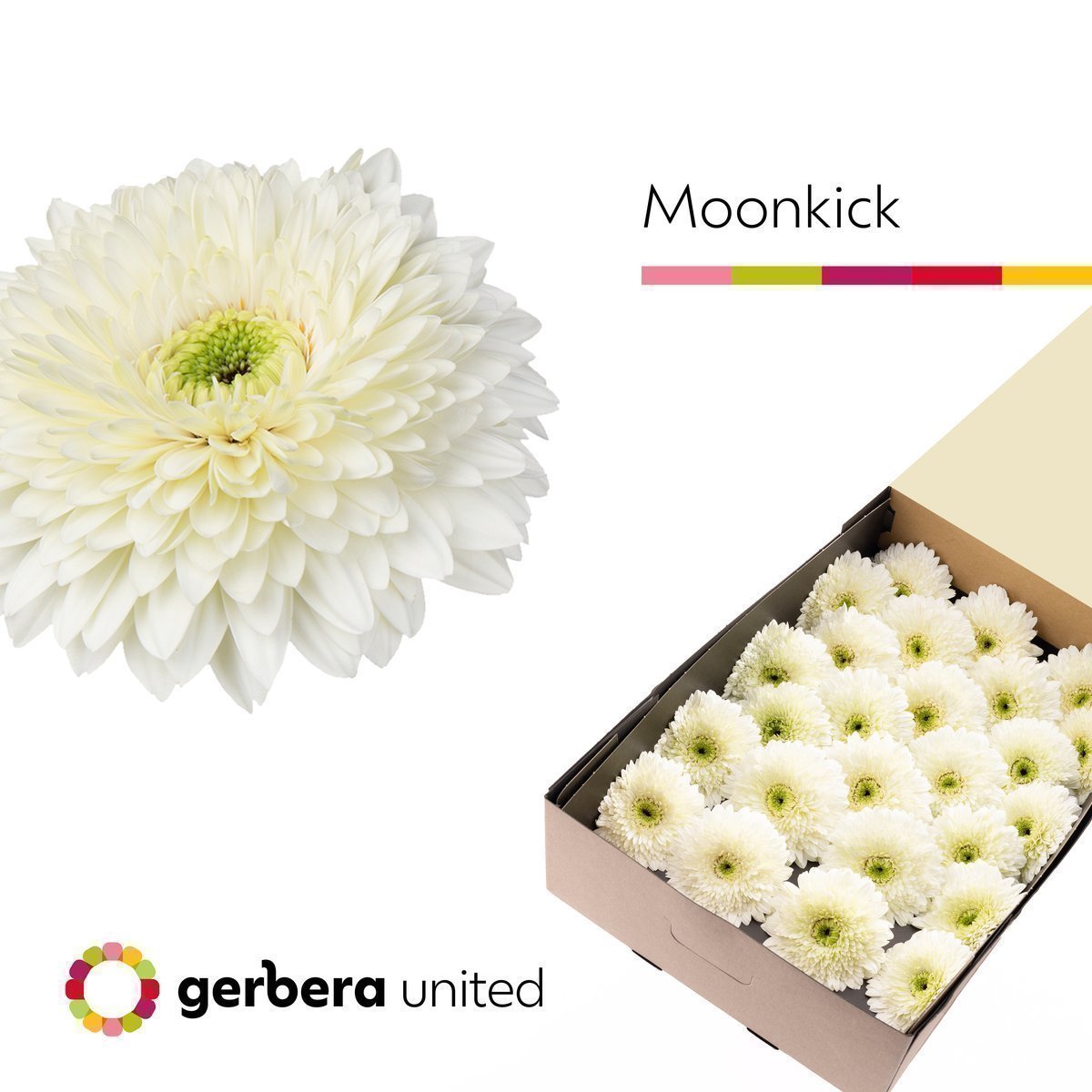 Срезанные цветы оптом Gerbera terra moon kick от 50шт из Голландии с доставкой по России