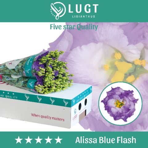 Срезанные цветы оптом Lisianthus do alissa blue flash от 50шт. из Голландии с доставкой по России