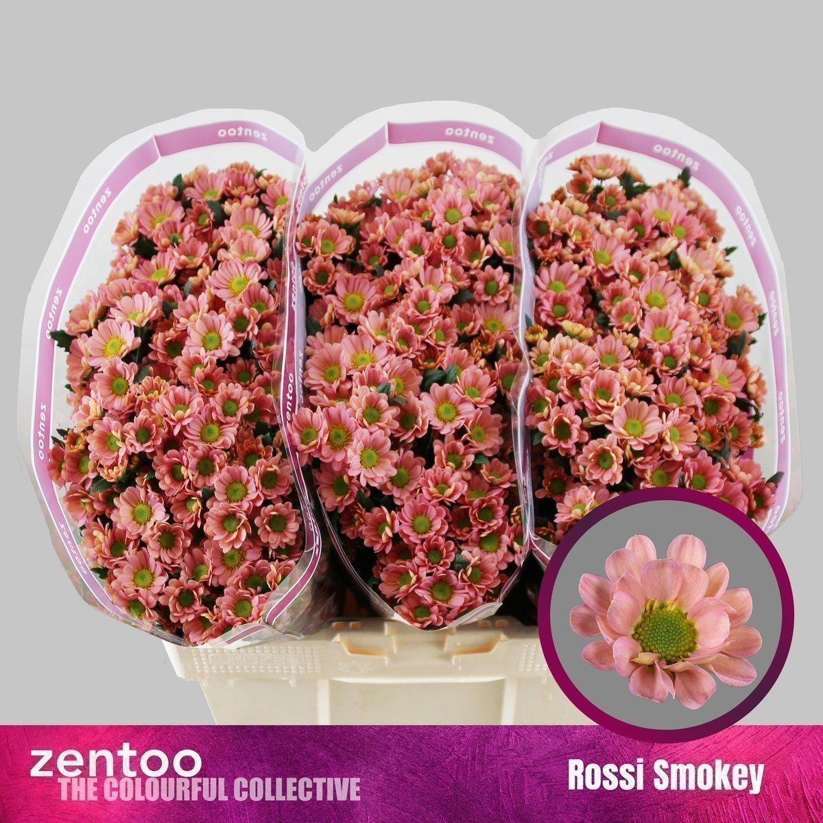 Срезанные цветы оптом Chrys sa rossi smokey от 75шт из Голландии с доставкой по России
