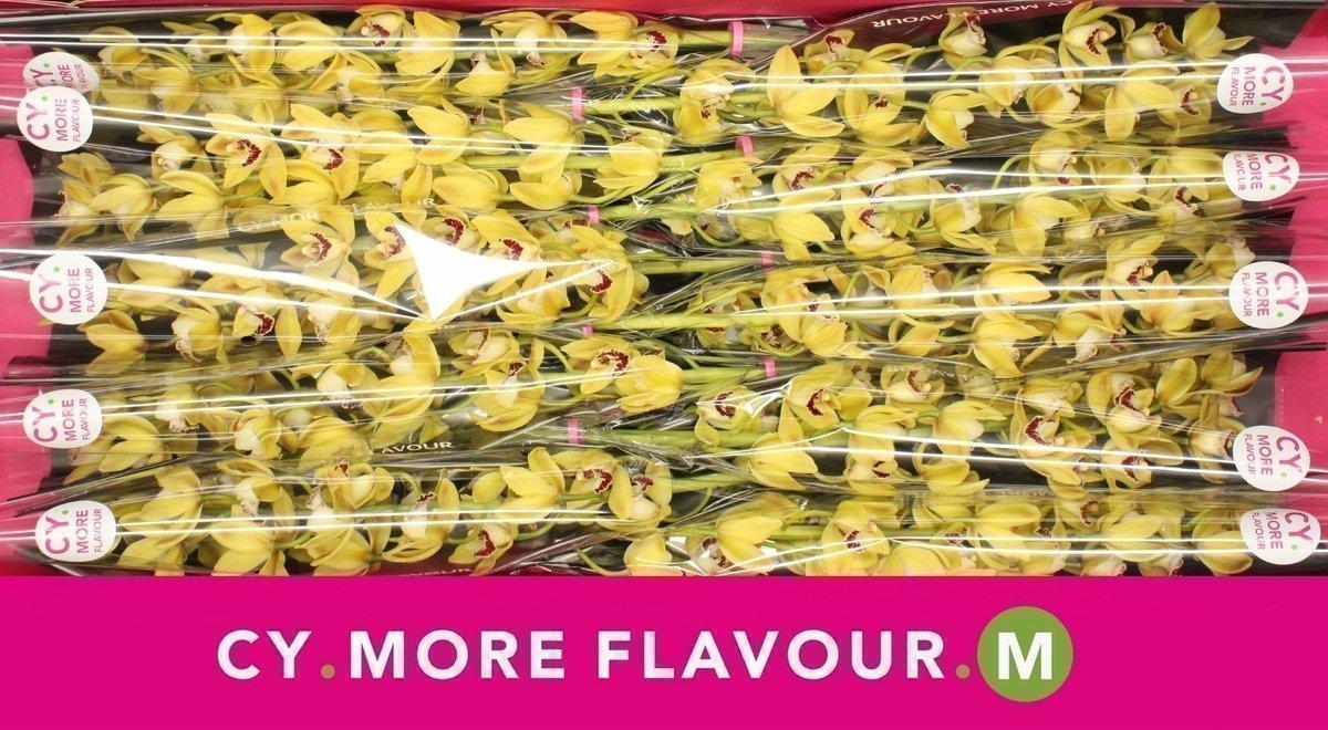 Срезанные цветы оптом Minicymbidium suzanne от 10шт из Голландии с доставкой по России