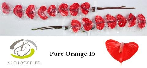 Срезанные цветы оптом Anthurium pure orange от 15шт из Голландии с доставкой по России