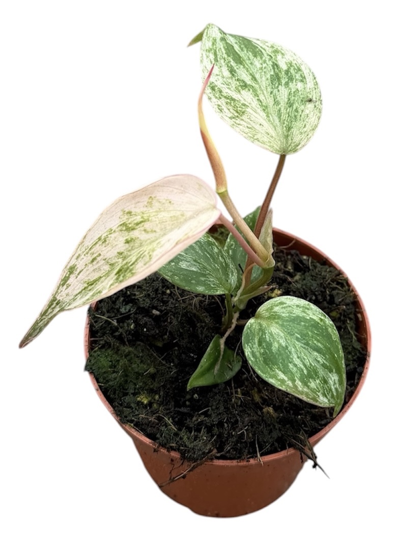 Горшечные цветы и растения оптом Philodendron Micans Marble Variegata от 1шт из Голландии с доставкой по России