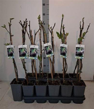 Горшечные цветы и растения оптом Ficus Carica от 10шт из Голландии с доставкой по России