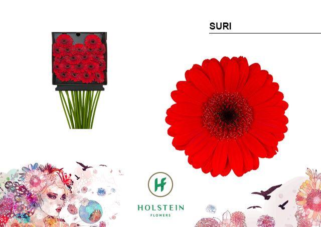 Срезанные цветы оптом Germini diamond suri от 20шт из Голландии с доставкой по России