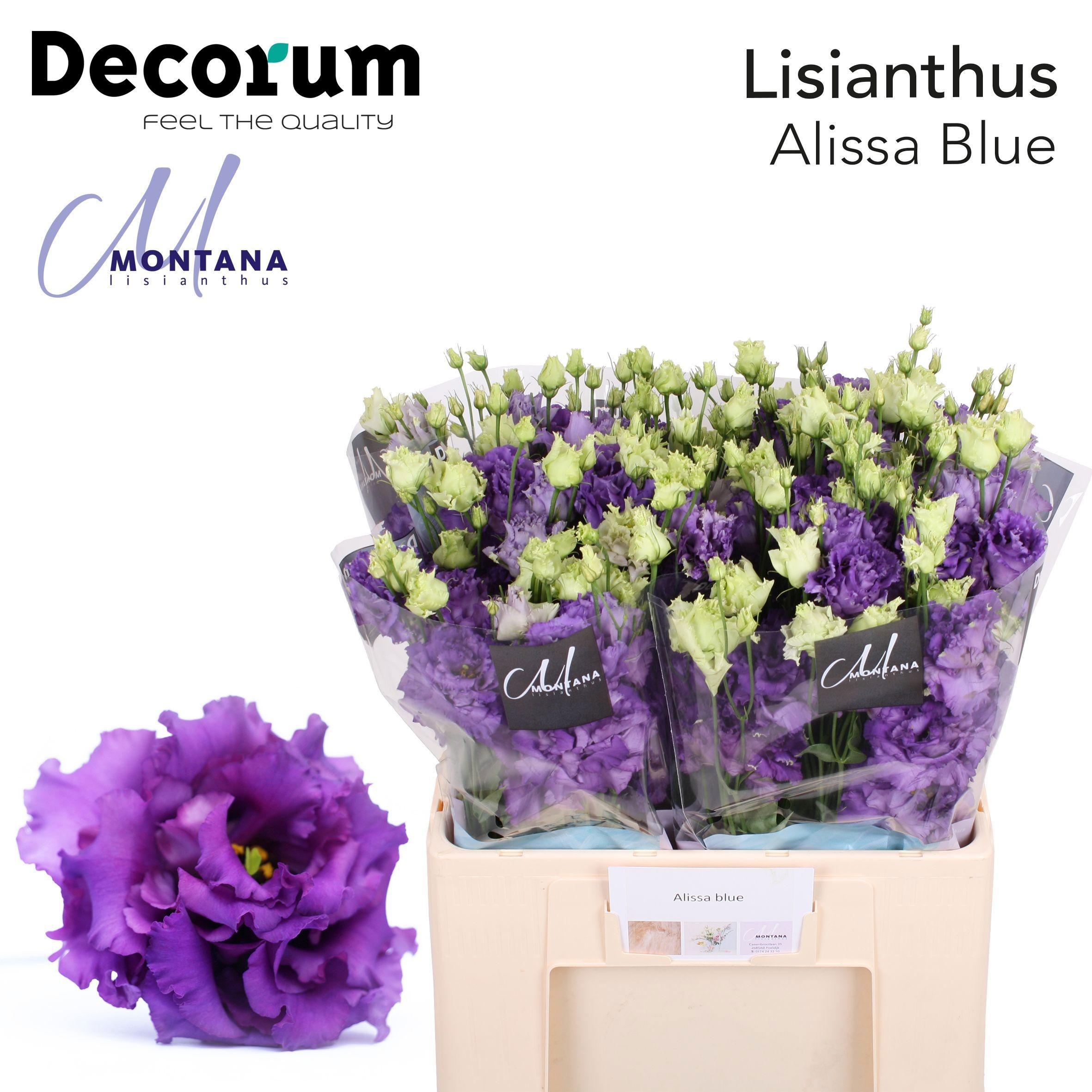 Срезанные цветы оптом Lisianthus do alissa blue от 20шт из Голландии с доставкой по России