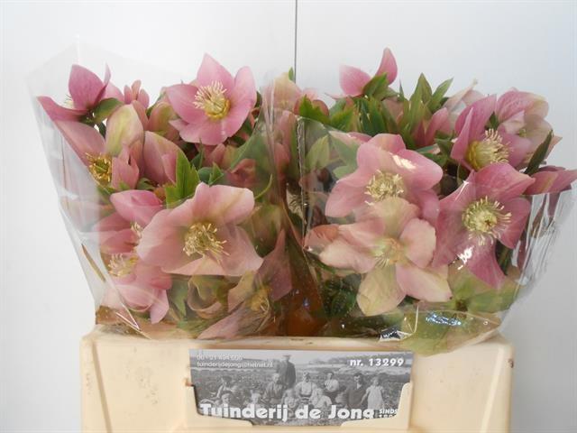 Срезанные цветы оптом Helleborus queens light pink от 20шт из Голландии с доставкой по России