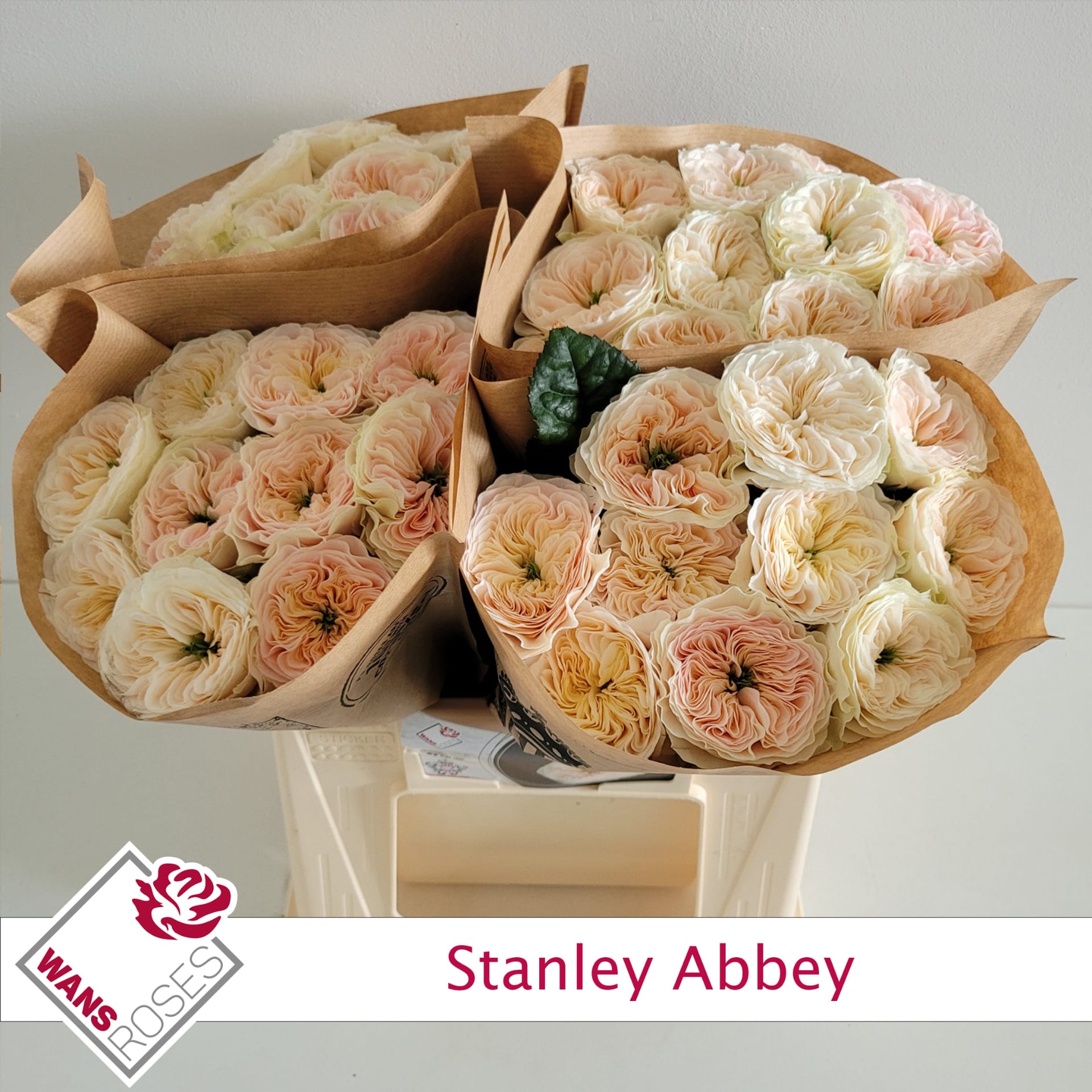 Срезанные цветы оптом Rosa garden stanley abbey от 40шт из Голландии с доставкой по России