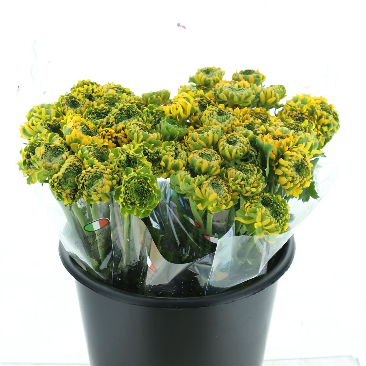 Срезанные цветы оптом Ranunculus pon pon merlino от 100шт из Голландии с доставкой по России