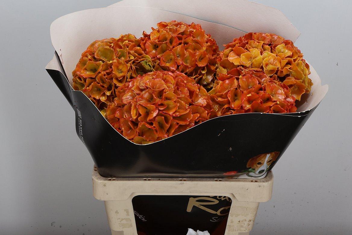 Срезанные цветы оптом Hydrangea paint wax classic gold от 5шт из Голландии с доставкой по России