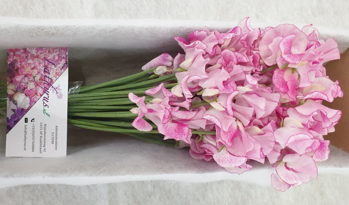 Срезанные цветы оптом Lathyrus wedding rose от 50шт из Голландии с доставкой по России