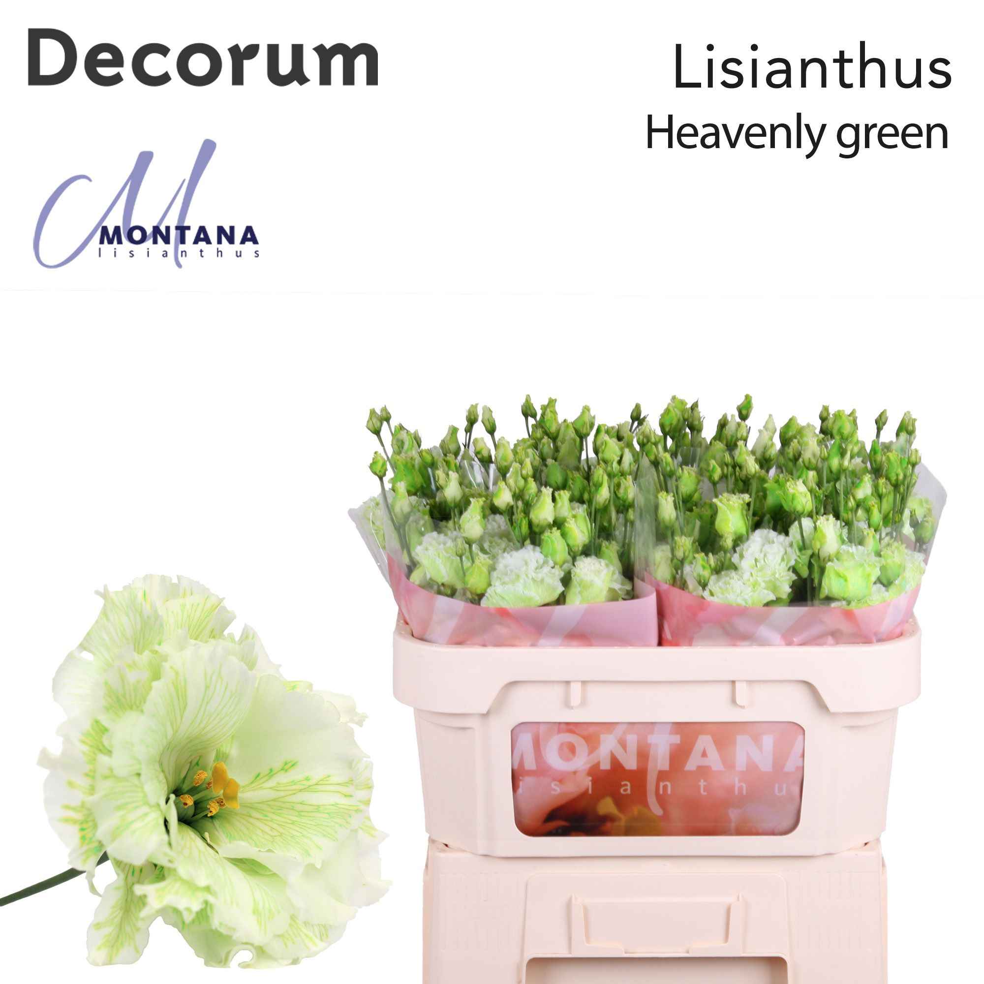 Срезанные цветы оптом Lisianthus do paint heavenly green от 40шт из Голландии с доставкой по России