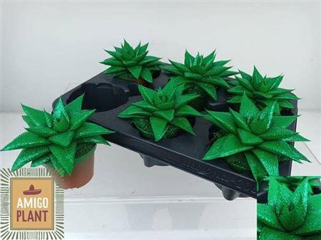 Горшечные цветы и растения оптом Gast Hippo Green от 6шт (для телеги) из Голландии с доставкой по России