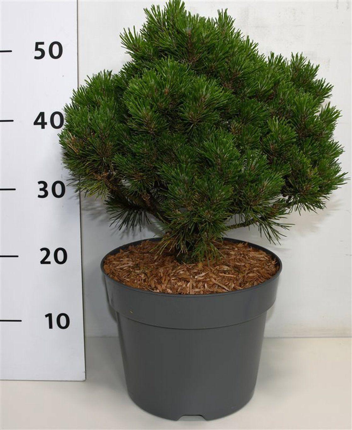 Горшечные цветы и растения оптом Pinus Mugo Heideperle от 1шт из Голландии с доставкой по России