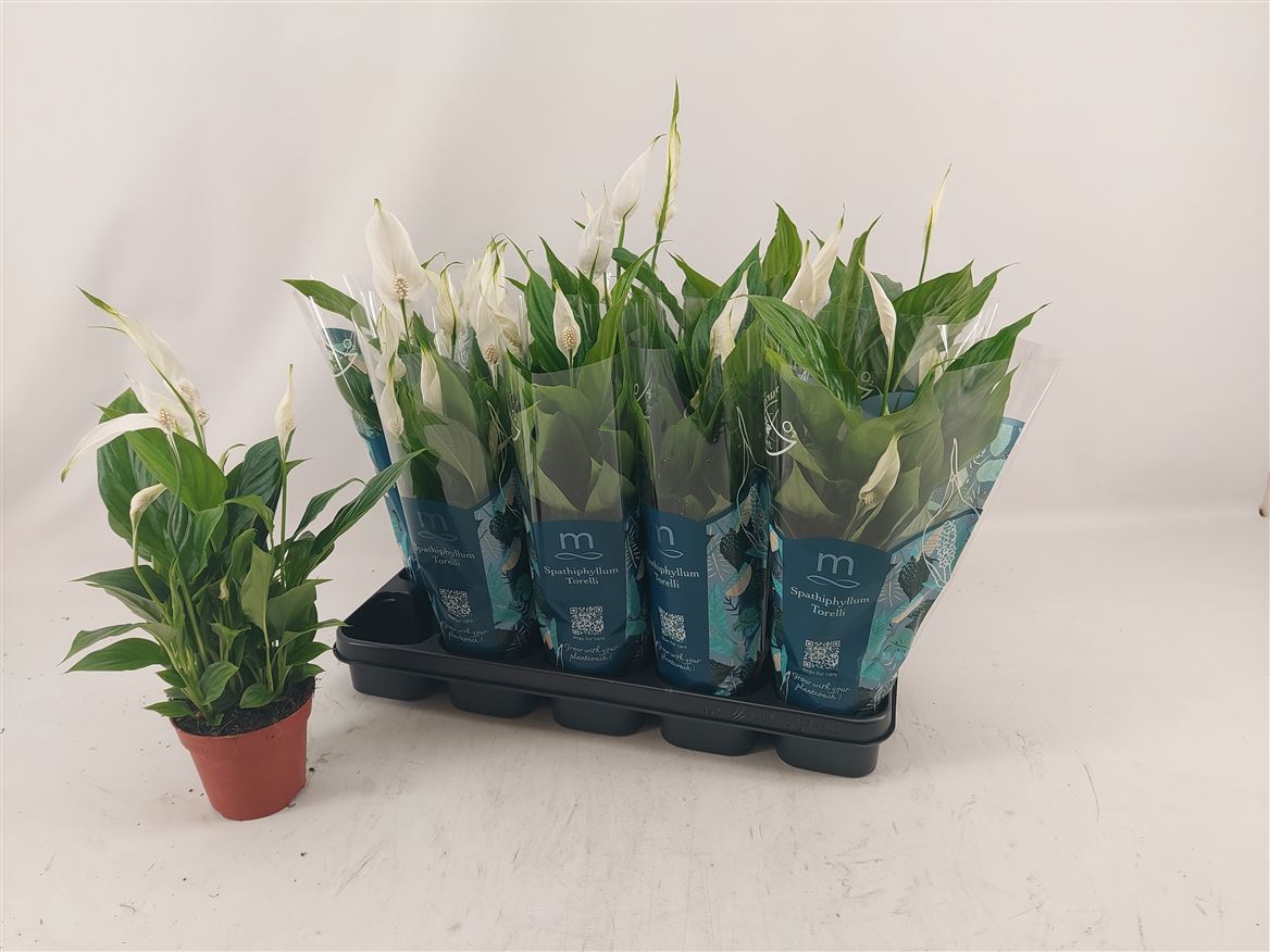 Горшечные цветы и растения оптом Spath Torelli 3+ от 10шт из Голландии с доставкой по России