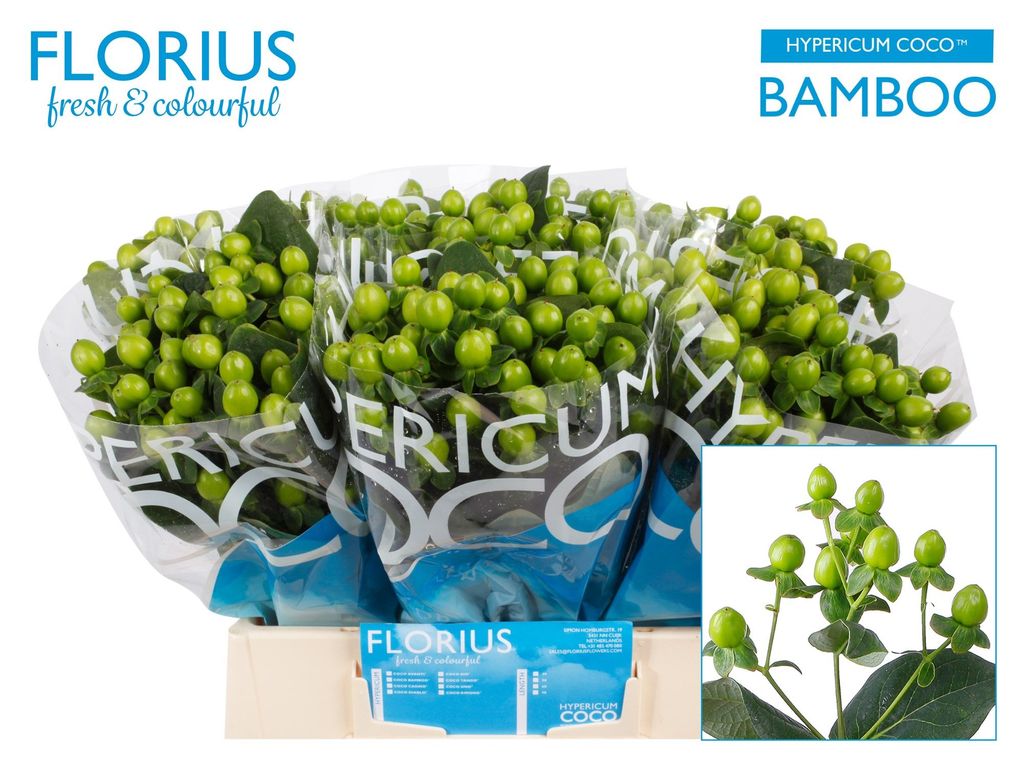 Срезанные цветы оптом Hypericum coco bamboo от 80шт из Голландии с доставкой по России