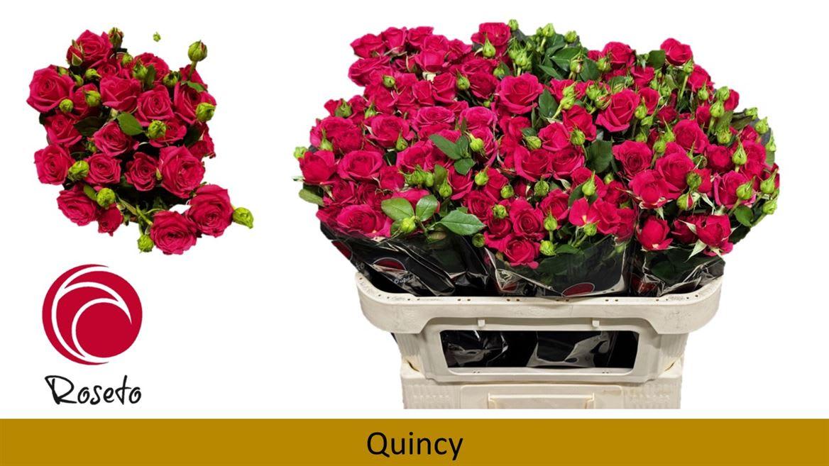 Срезанные цветы оптом Rosa spray quincy от 40шт из Голландии с доставкой по России