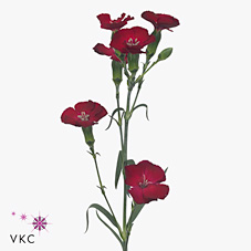 Срезанные цветы оптом Dianthus sp solomio edo от 60шт из Голландии с доставкой по России