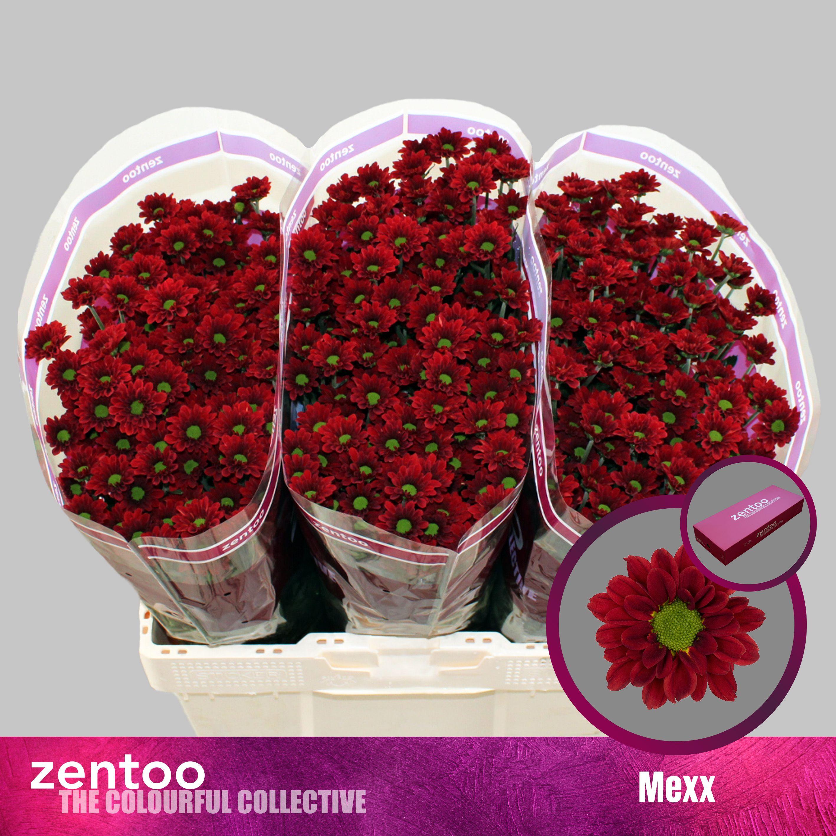 Срезанные цветы оптом Chrys sa mexx от 75шт из Голландии с доставкой по России