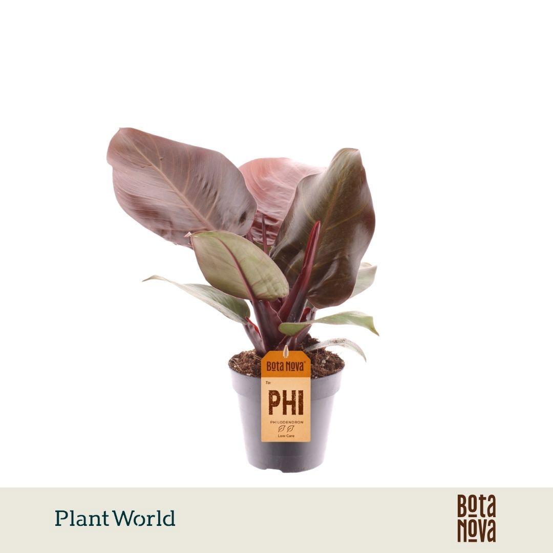 Горшечные цветы и растения оптом Philodendron Cherry Red от 10шт из Голландии с доставкой по России