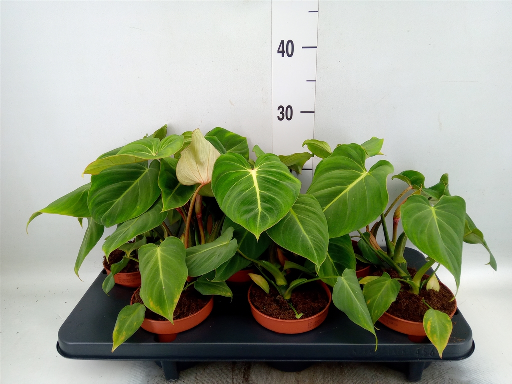 Горшечные цветы и растения оптом Philodendron Gloriosum от 6шт из Голландии с доставкой по России