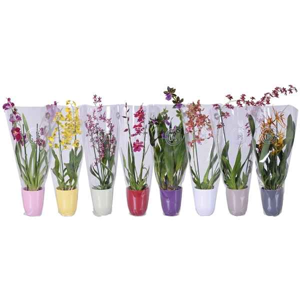 Горшечные цветы и растения оптом Orchid 2st Mix Coloured Ceramic (morelips) от 6шт из Голландии с доставкой по России