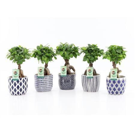 Горшечные цветы и растения оптом Ficus Micr. Ginseng In Delft-blue Keramiek от 6шт из Голландии с доставкой по России