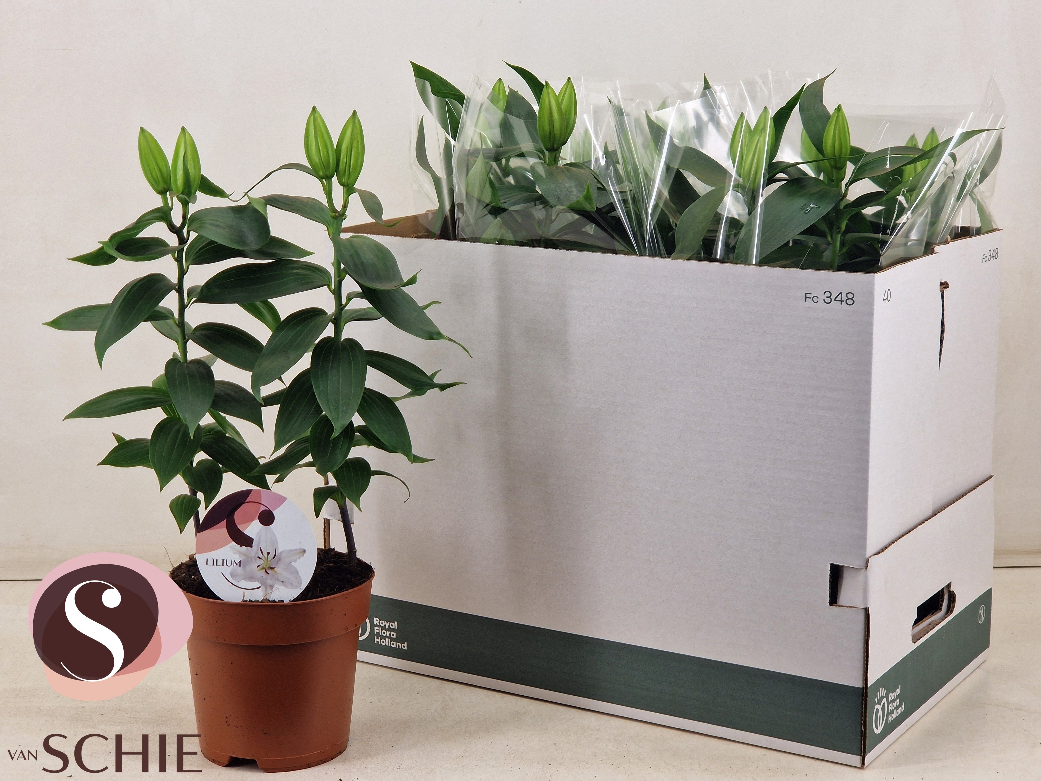 Горшечные цветы и растения оптом Lil Or Oxygen от 6шт из Голландии с доставкой по России