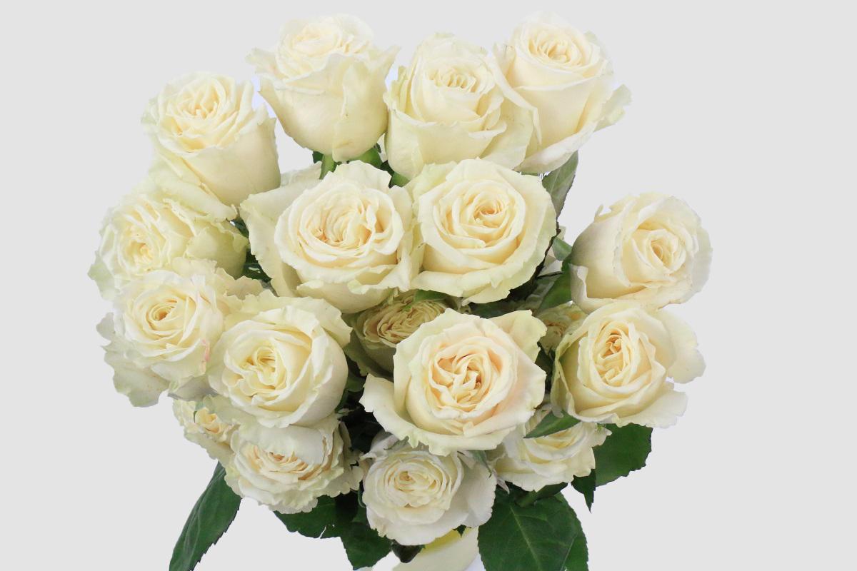 Срезанные цветы оптом Rosa ec playa blanca от 250шт из Голландии с доставкой по России