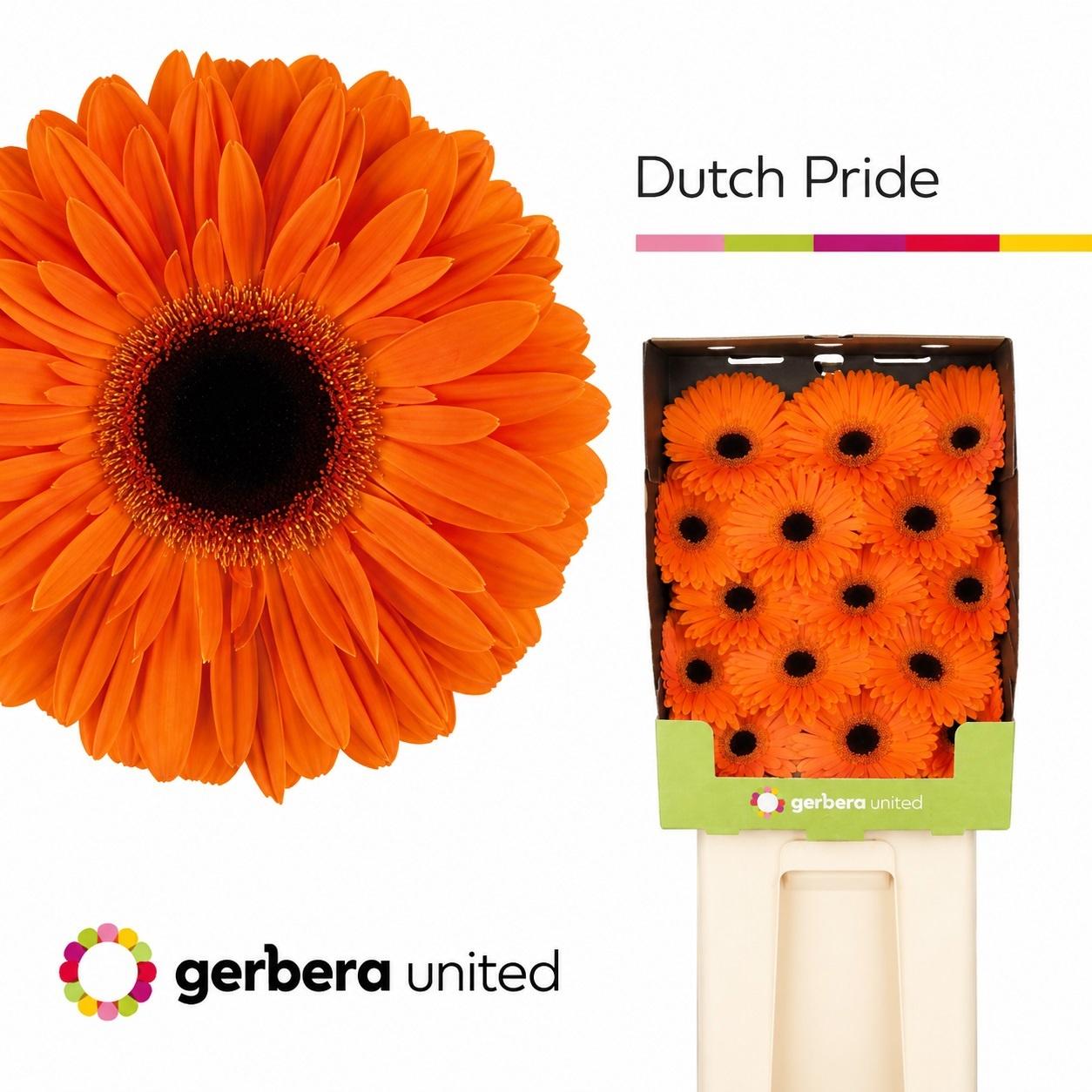 Срезанные цветы оптом Gerbera diamond dutch pride от 30шт из Голландии с доставкой по России