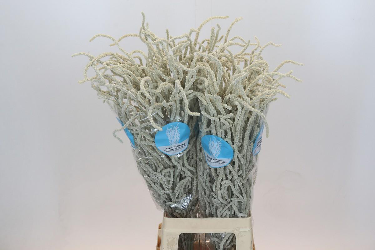 Срезанные цветы оптом Gyps large paint cream от 50шт из Голландии с доставкой по России