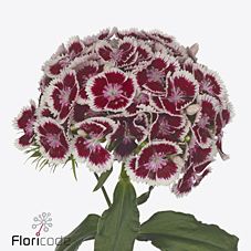 Срезанные цветы оптом Dianthus br polka maroon от 30шт из Голландии с доставкой по России