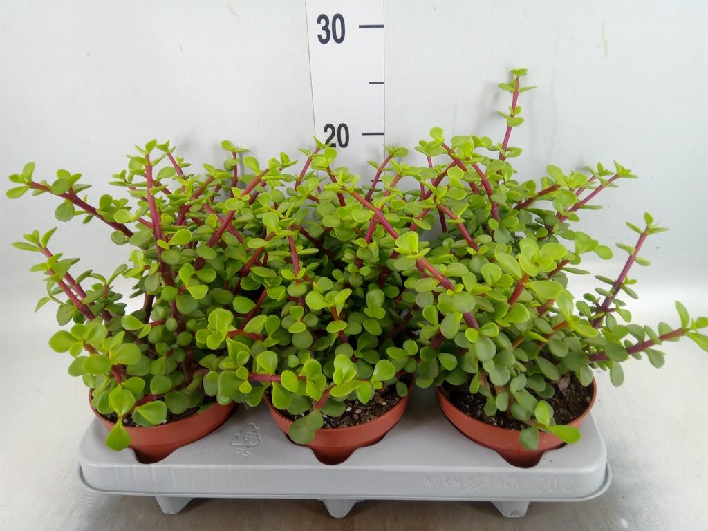 Горшечные цветы и растения оптом Portulacaria Afra от 6шт из Голландии с доставкой по России
