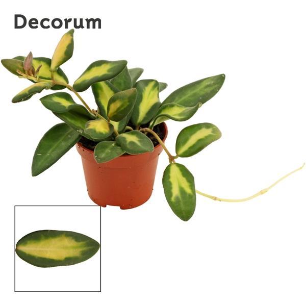 Горшечные цветы и растения оптом Hoya Burtoniae Variegata (decorum) от 20шт (для телеги) из Голландии с доставкой по России